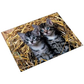 Schreibunterlage Läufer Motiv Katze