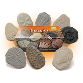 Undersök Fossilier av sten 8/fp