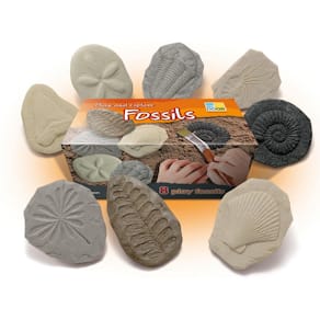 Undersök Fossilier av sten 8/fp