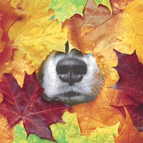 Motivserviette PAPER+DESIGN, 33x33 cm, Herbst