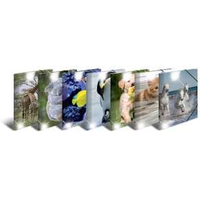 Gummizugmappe HERMA Glossy Tiere, A4, sortiert, 10 Stück