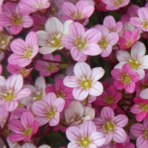 Motivservietten Paper + Design, 33 x 33 cm