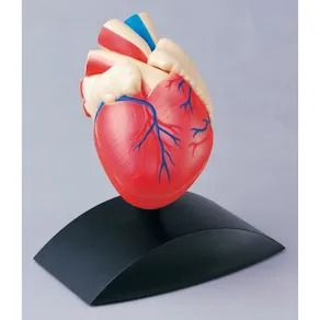 Anatomisk modell Hjärta 1:1