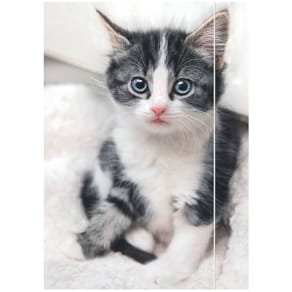 Gummizugmappe RNK, A3, Katze