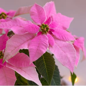 Zelltuchserviette Paper+Design, Weihnachten, 33 x 33 cm