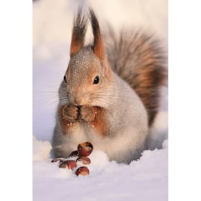 Weihnachtskarte SKORPION, ohne Text