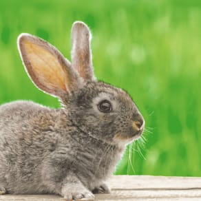 Serviette Paper+Design, Ostern, 33 x 33 cm